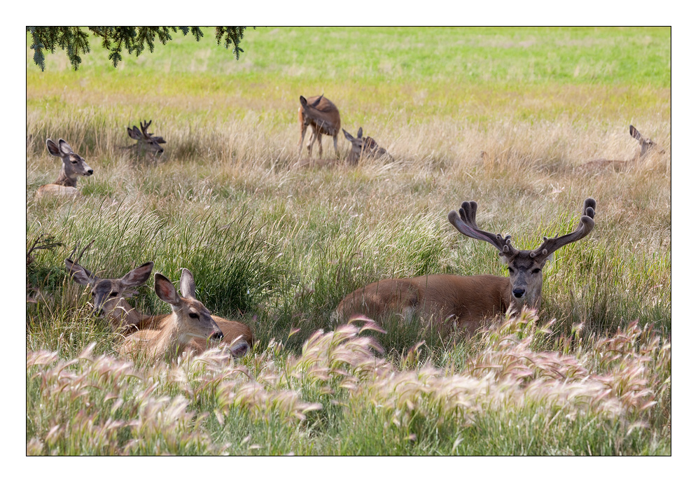 Canada Caribou Family