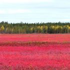Canada couleurs d'octobre (7)