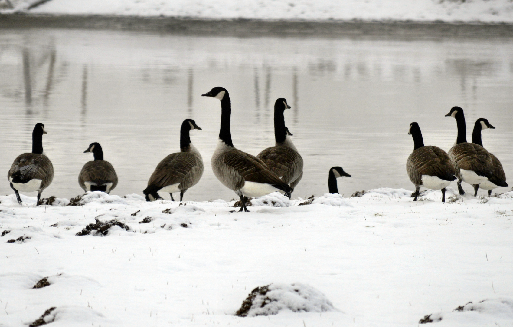 Canada Gänse am Emsufer