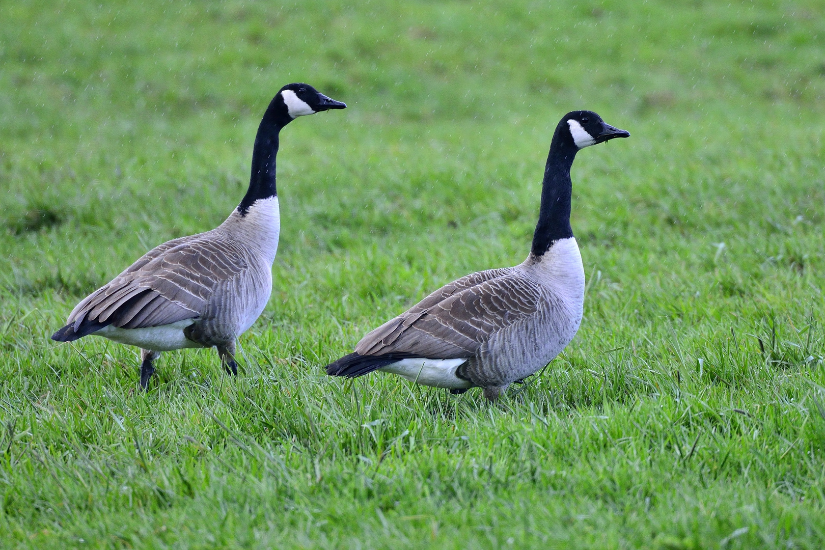 Canada-Gänse bei einem Zwischenstopp an der Nordseeküste im Regen