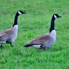 Canada-Gänse bei einem Zwischenstopp an der Nordseeküste im Regen