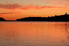 Canada-Gänse im Sunset...