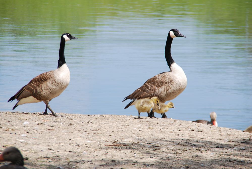 Canada Gänse mit Nachwuchs 