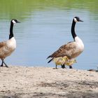 Canada Gänse mit Nachwuchs 