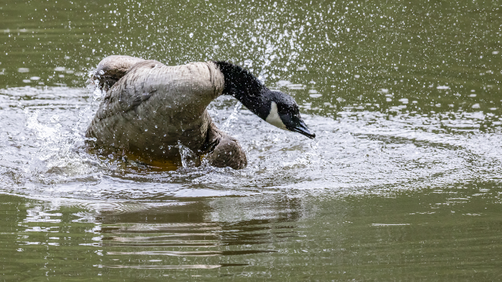 Canada Gans Wassergymnastik (Badetag 3)