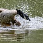 Canada Gans Wassergymnastik (Badetag 3)