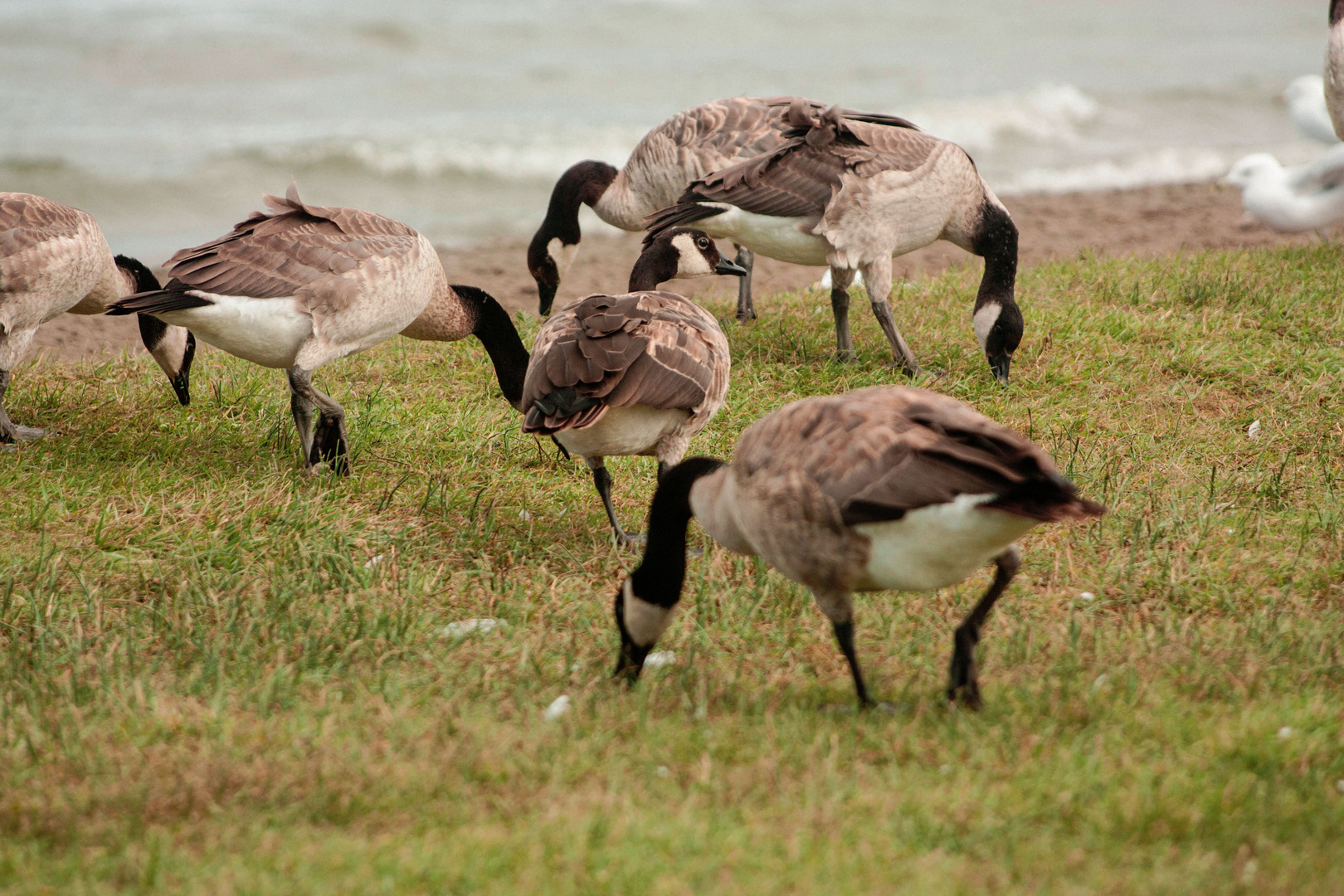 Canada Geese