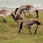 Canada Geese