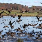 canada geese