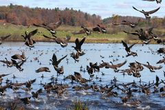 canada geese