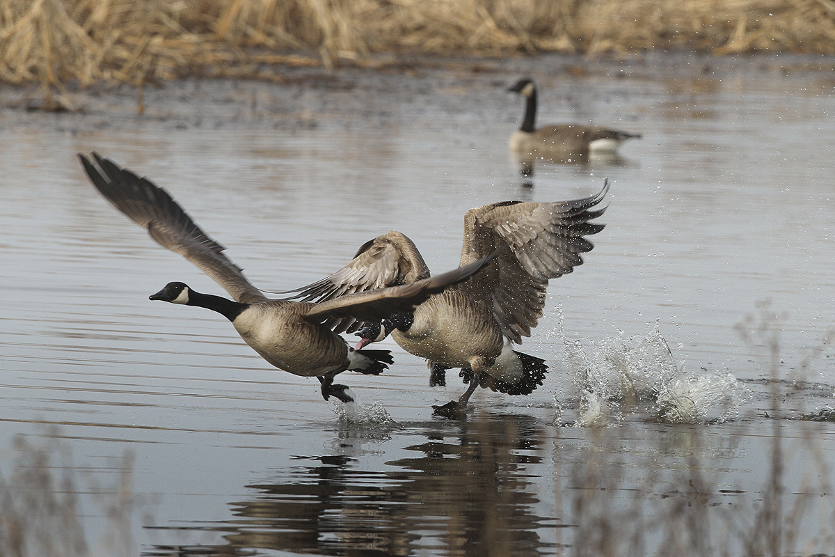 Canada Geese