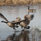 Canada Geese