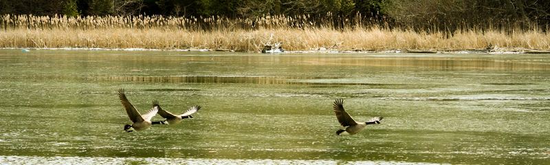 Canada Geese