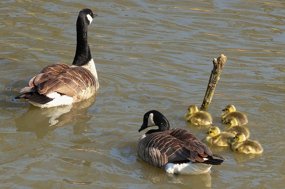 Canada Geese : a new generation is born.
