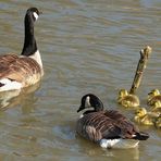 Canada Geese : a new generation is born.