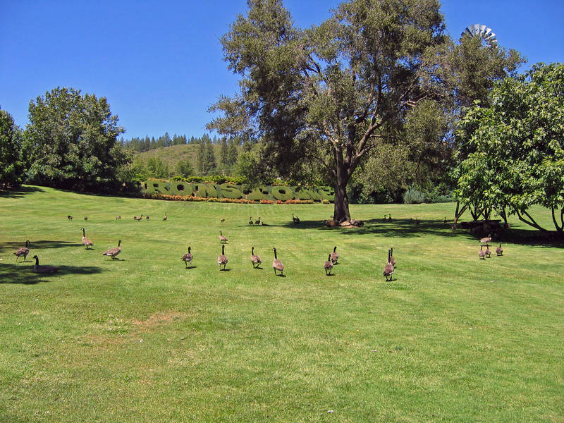 Canada Geese