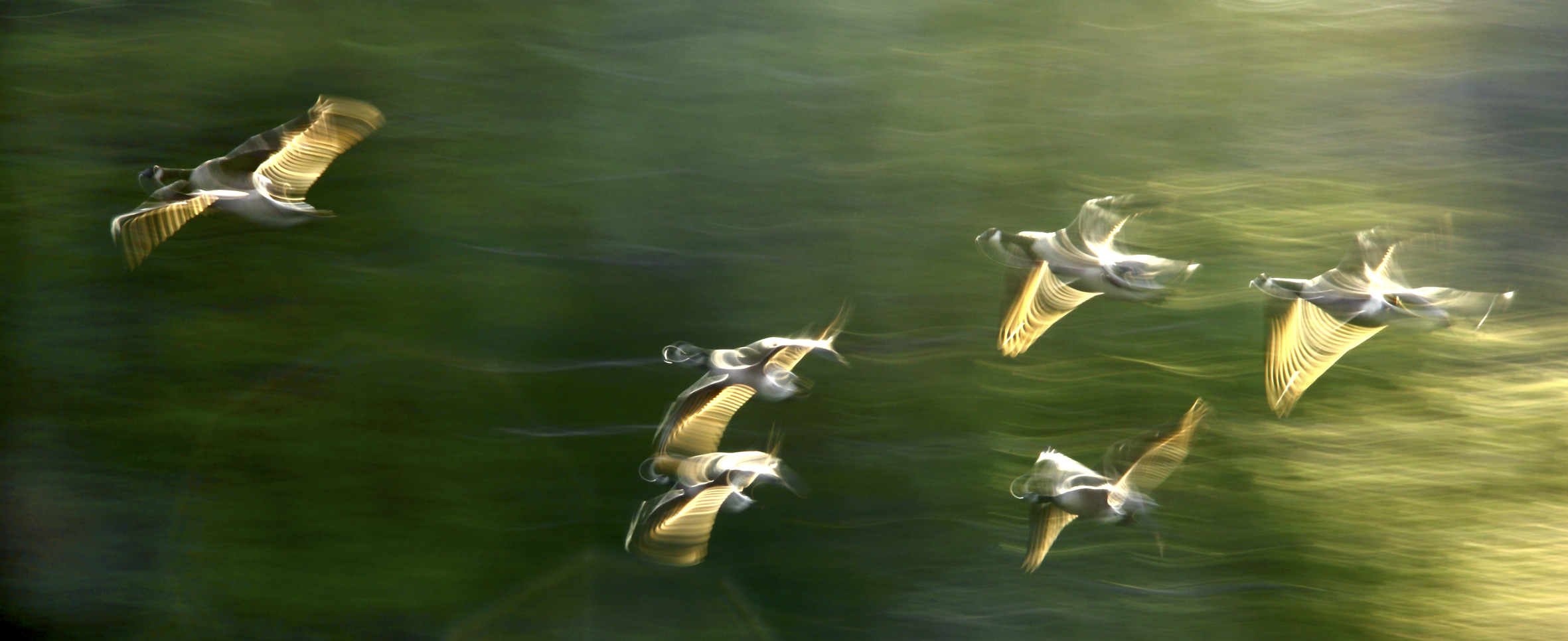 canada geese