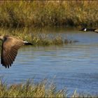 Canada Geese