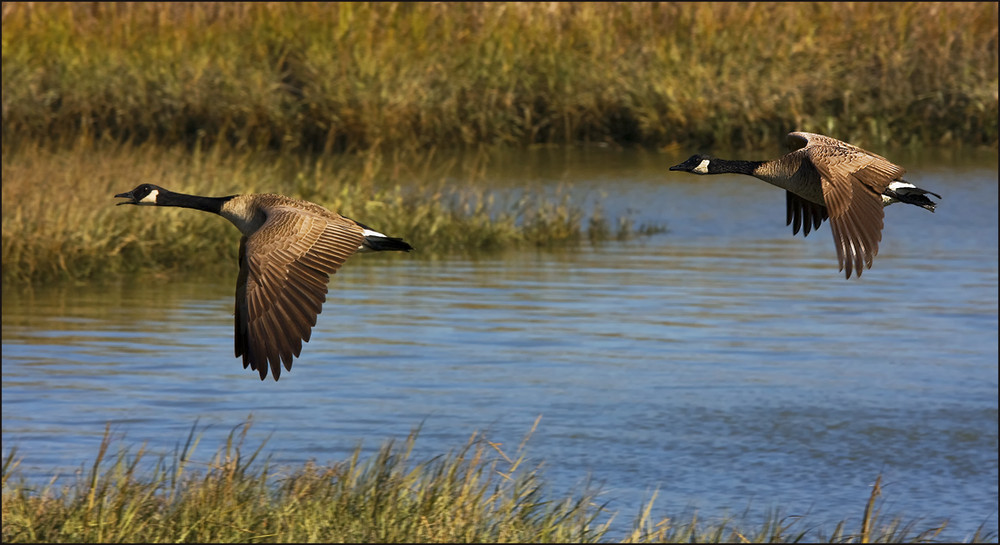 Canada Geese