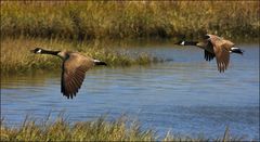 Canada Geese