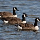 Canada Geese