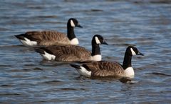 Canada Geese