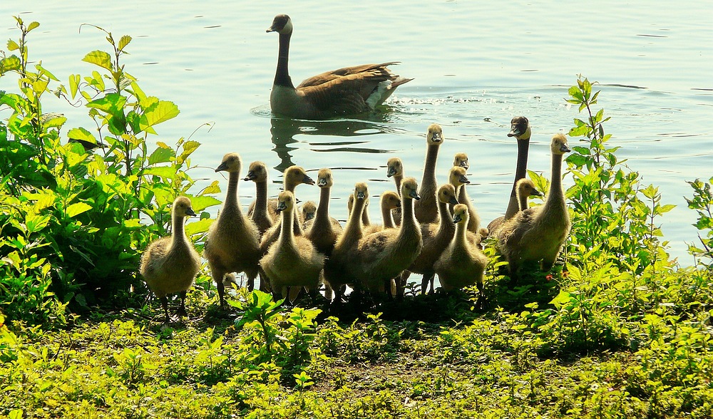 Canada Geese : excursion with the whole family.