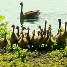 Canada Geese : excursion with the whole family.