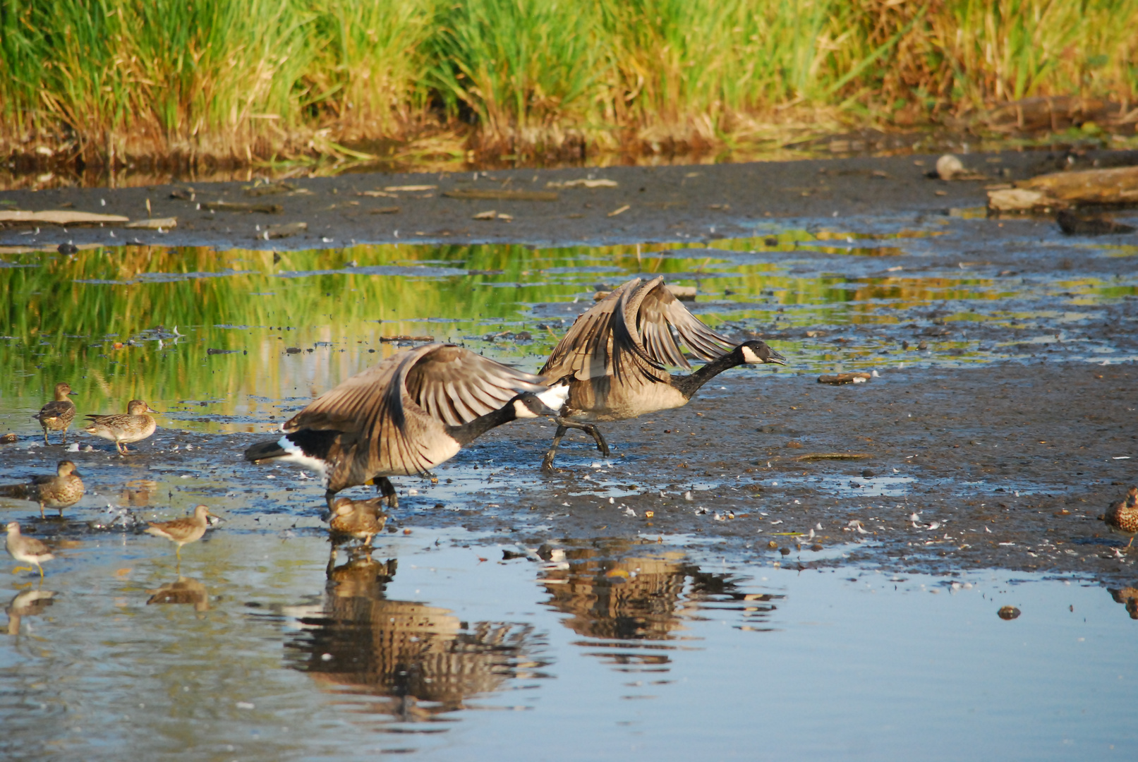 Canada Geese - Kanadagans