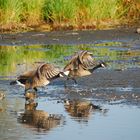 Canada Geese - Kanadagans