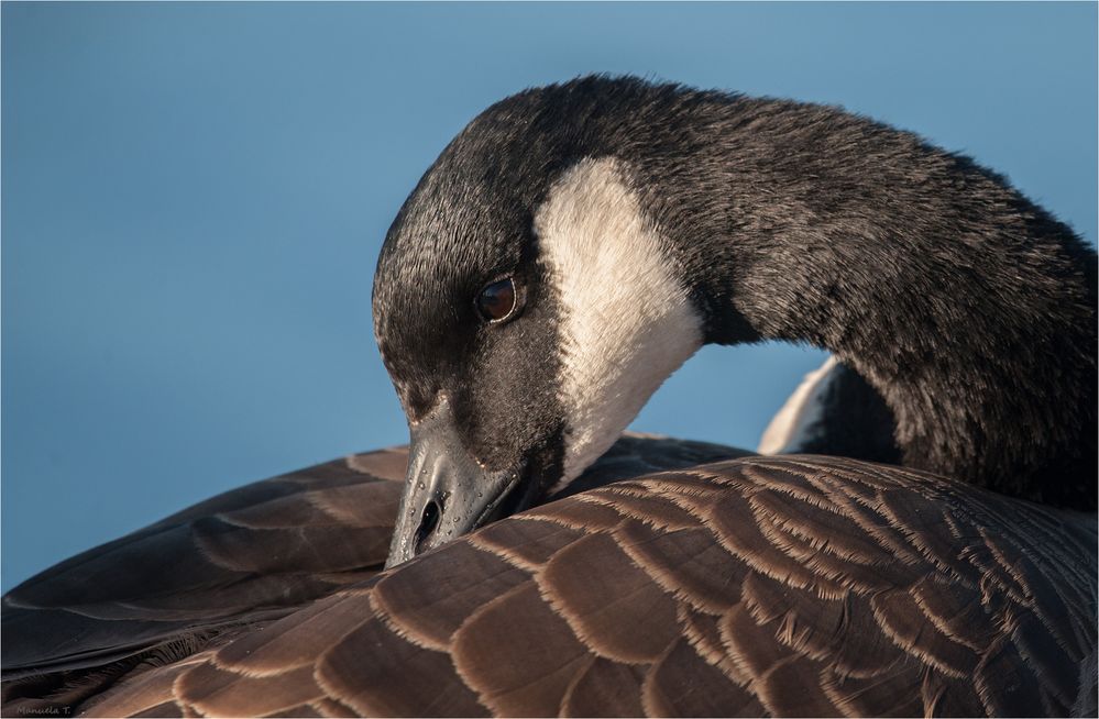  Canada goose