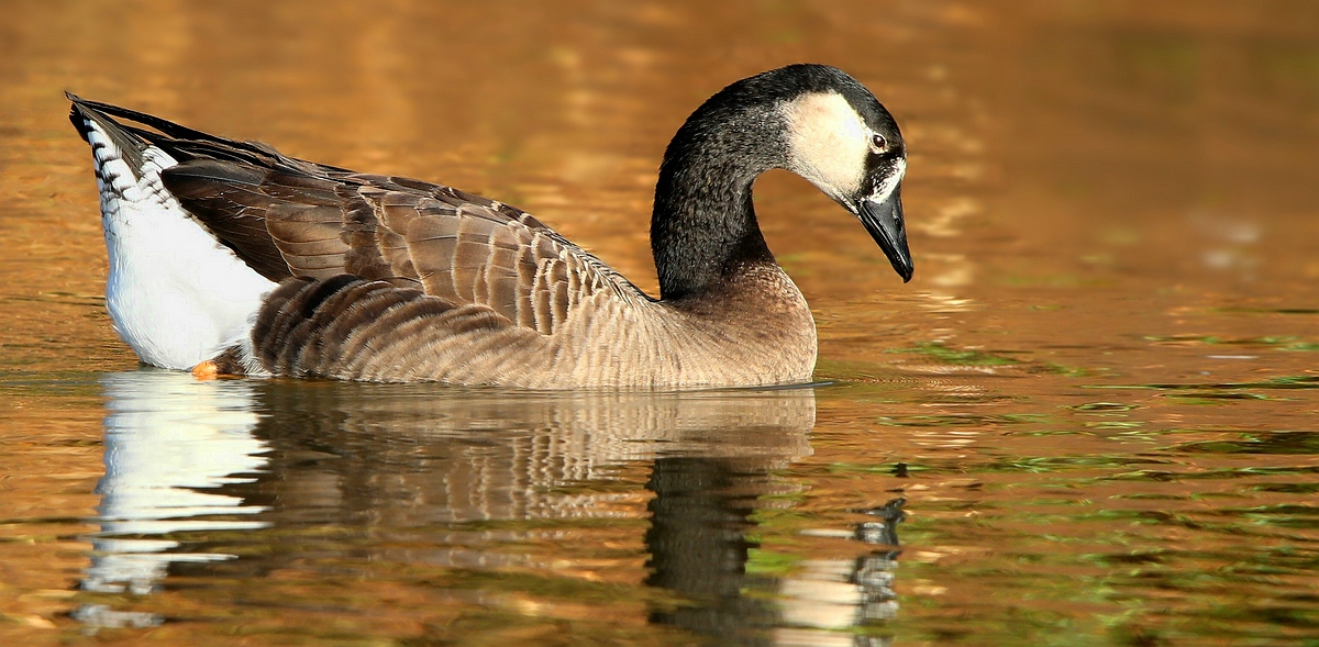 Canada Goose 