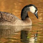 Canada Goose 