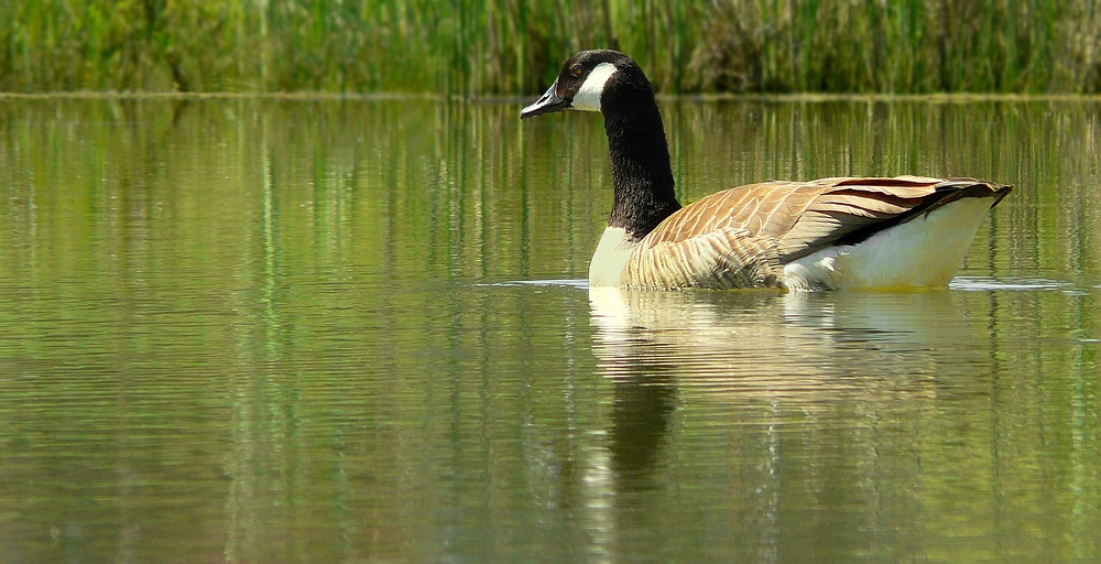 Canada Goose 