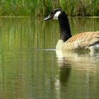 Canada Goose 