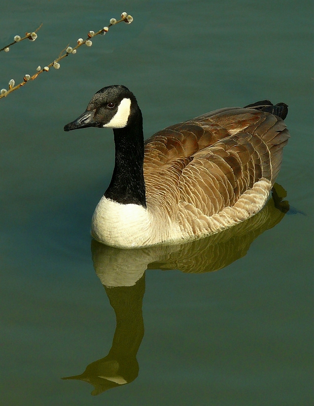 Canada Goose