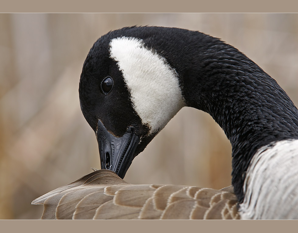 Canada Goose