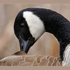 Canada Goose