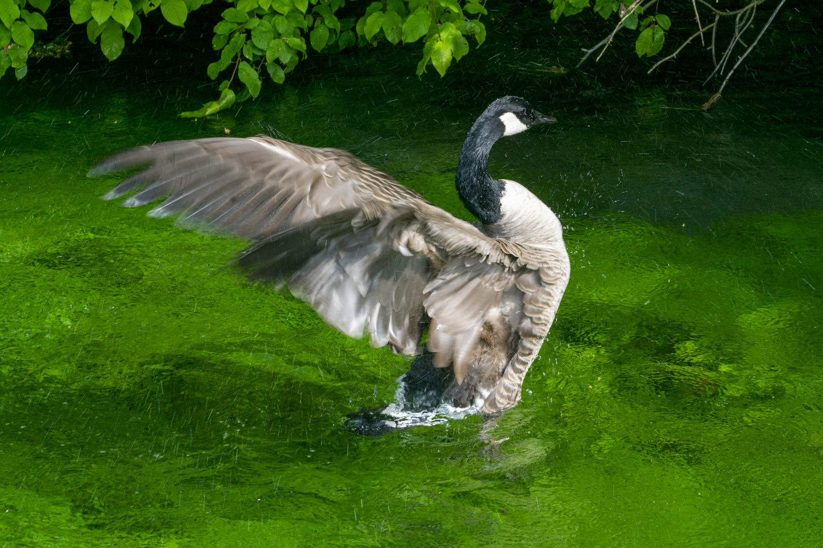 Canada Goose