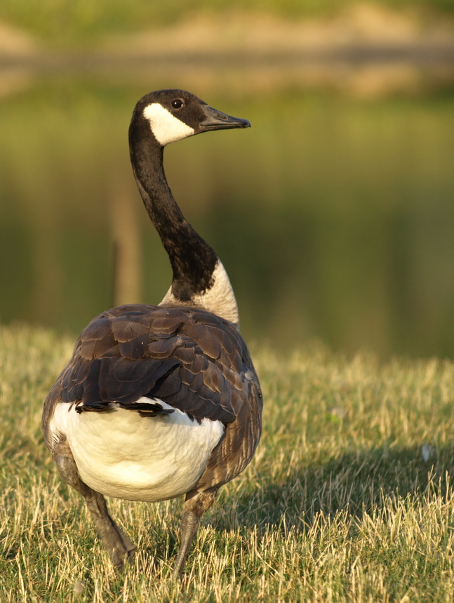 Canada Goose