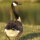 Canada Goose