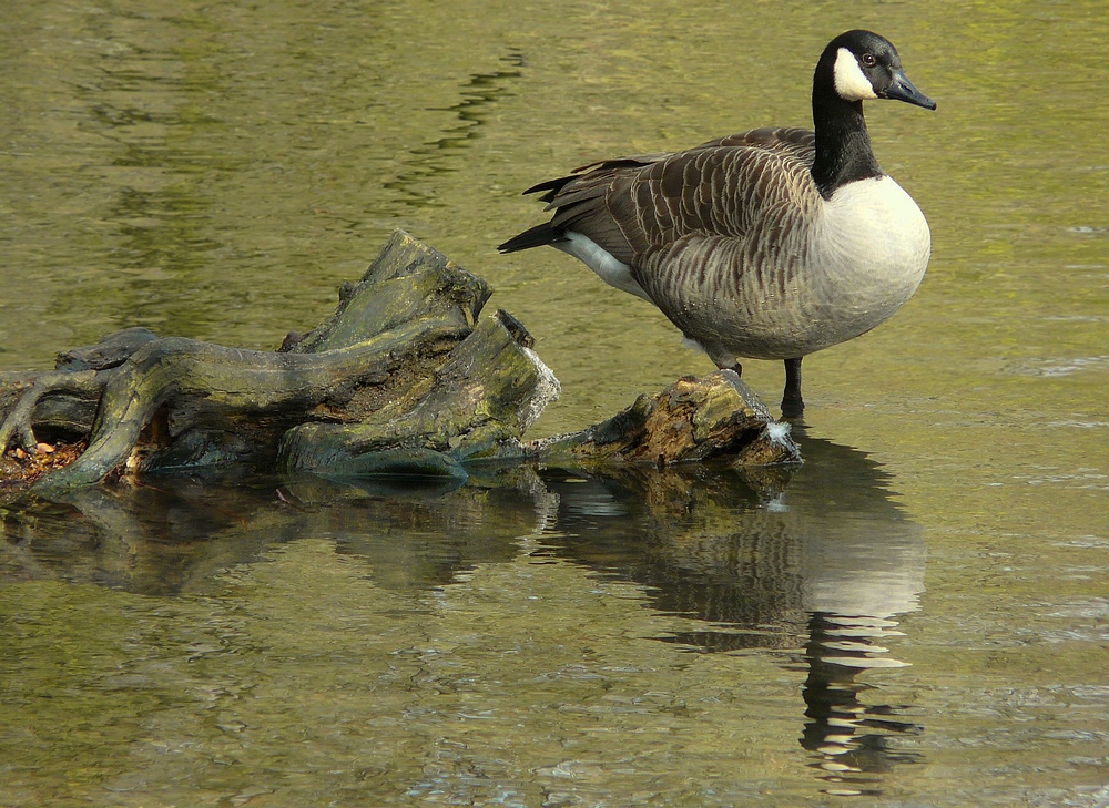 Canada Goose