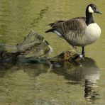 Canada Goose