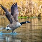 Canada goose (Branta canadensis)