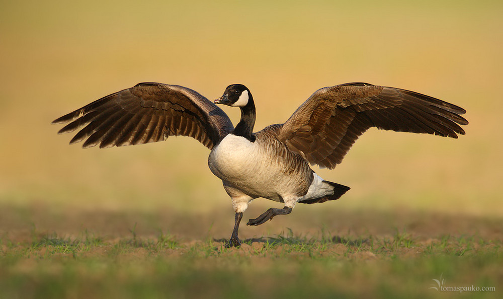 Canada Goose (Branta canadensis)