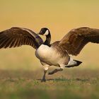 Canada Goose (Branta canadensis)