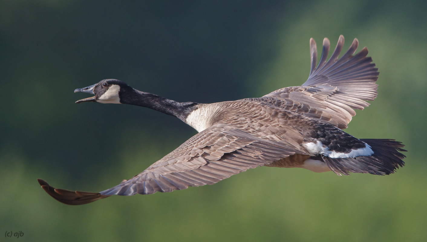 Canada goose