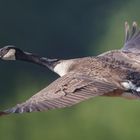 Canada goose