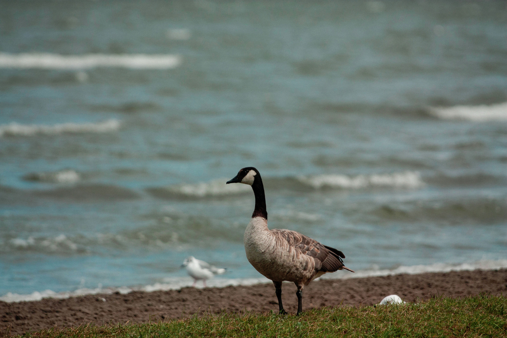 Canada Goose