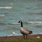 Canada Goose